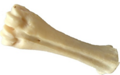 Calcium Natuurbeen