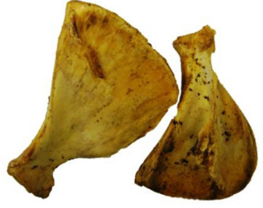 Schouderblad Varken
